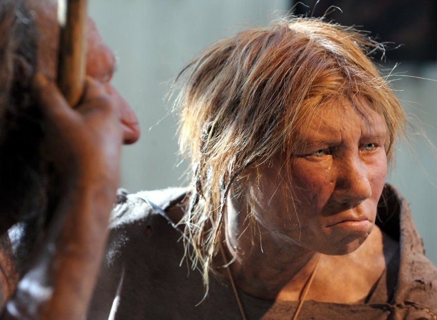 Nachbildung einer Neandertalerin: In der Evolution setzte sich der Homo Sapiens durch.
