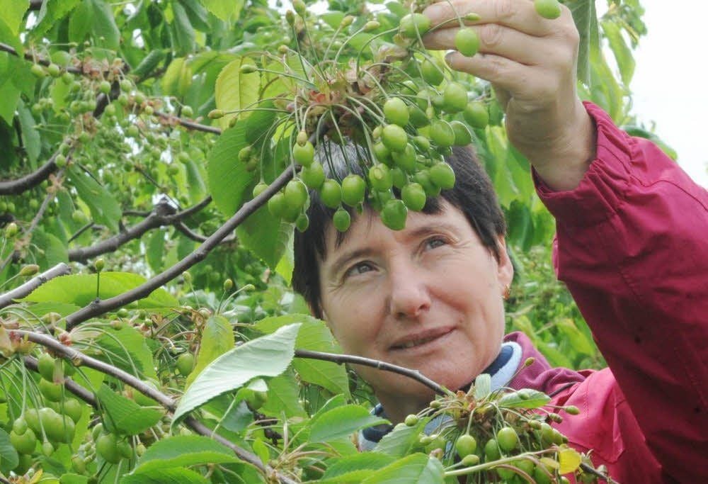 Regina Meinel schätzt den Bestand der Kirschen und errechnet den zu erwartenden Ertrag.