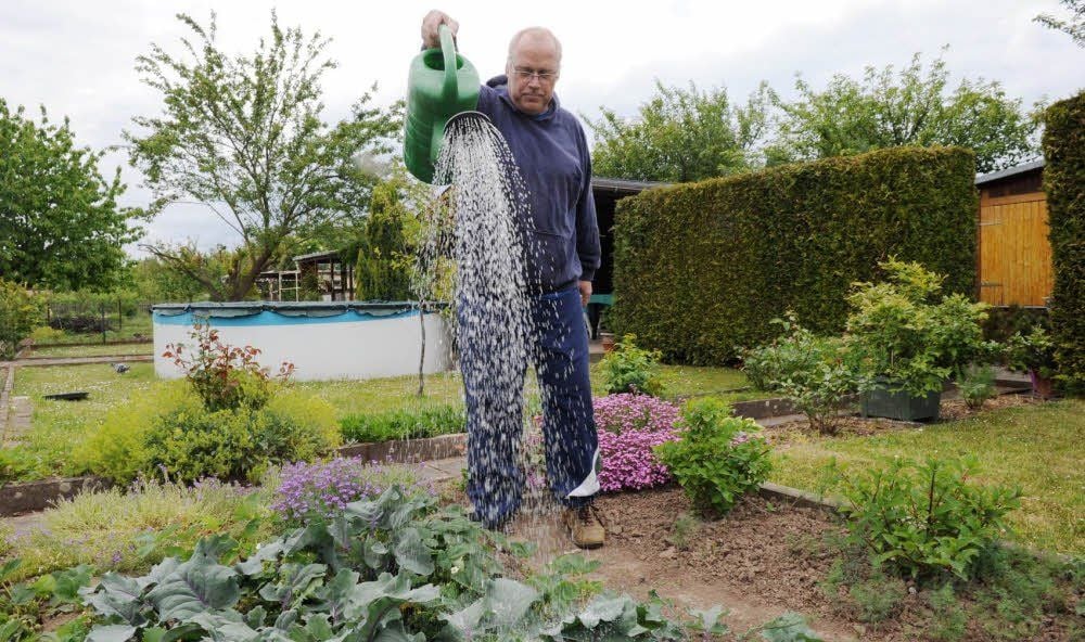 Andreas Wölfer aus der Gartensparte „Neues Leben“ in Eisleben muss fast täglich gießen, sonst wächst nichts auf dem trockenen Boden.