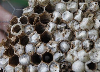 Einige Waben vom Vorjahr sind zu: Die letzten Larven schafften es nicht, vor dem Frost zu schlüpfen, und starben.
