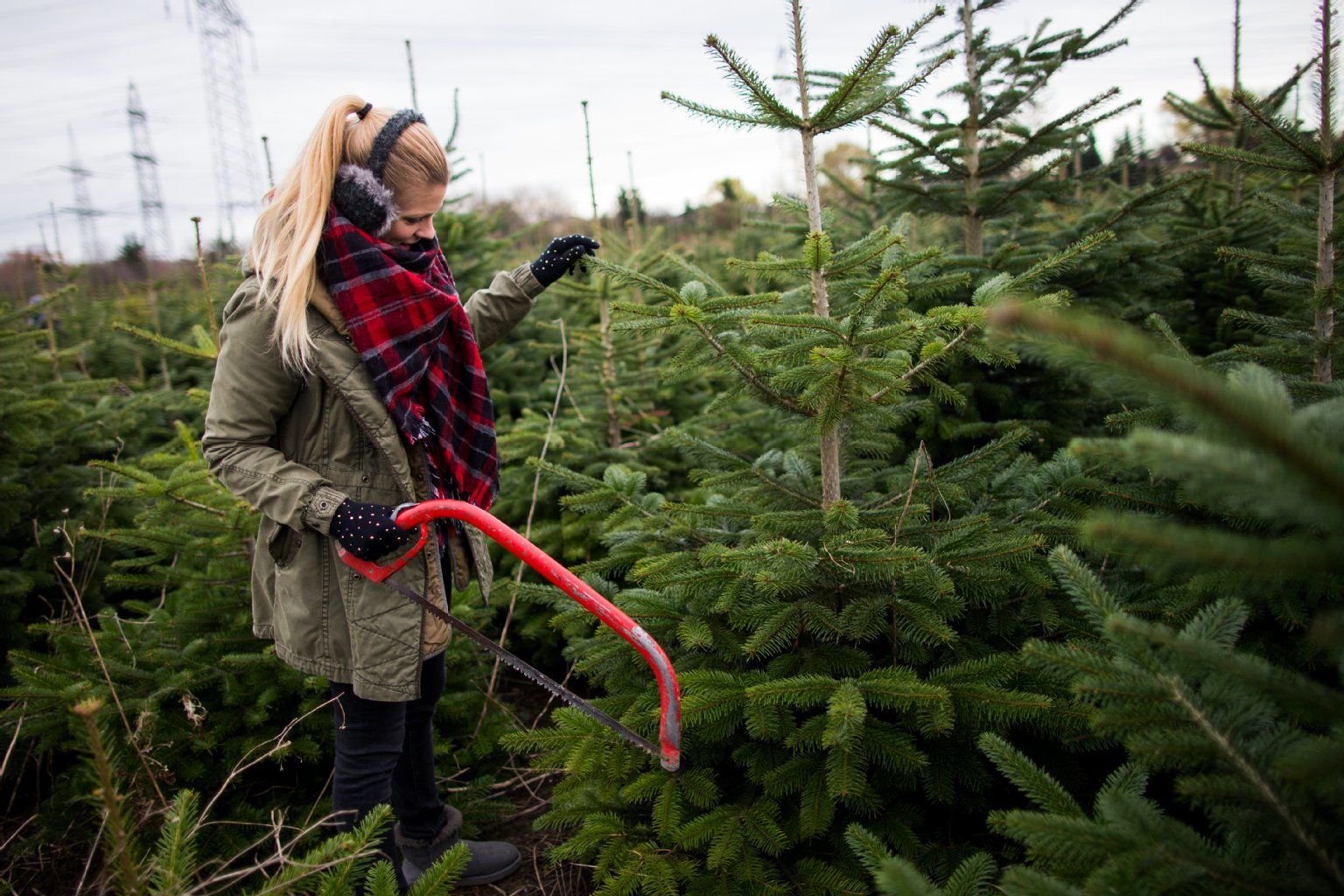 Nadeln im Auto oder zerstochene Hände: Bis der Christbaum im Wohnzimmer steht, gibt es viele Nervereien.
