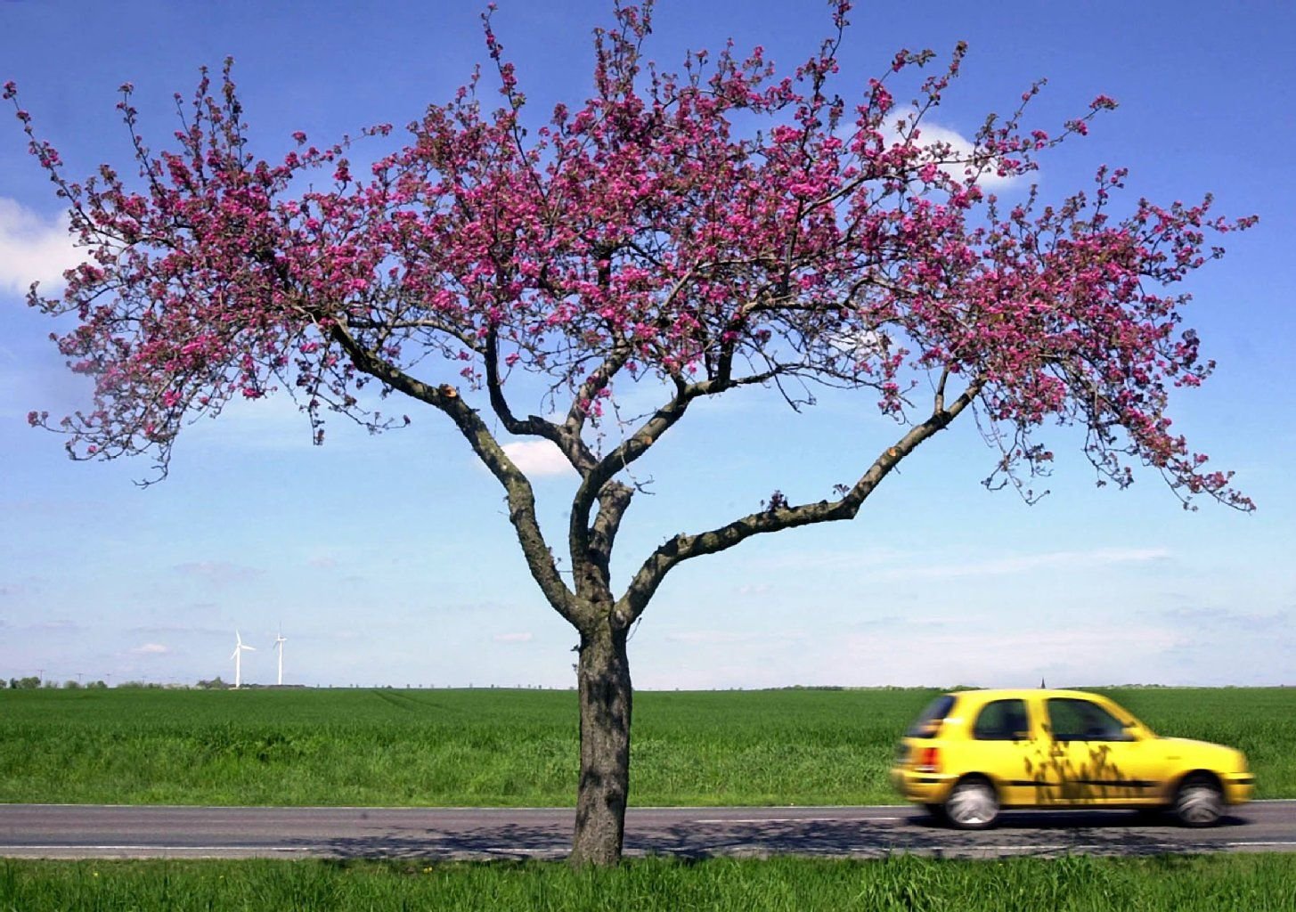 Ein Apfelbaum streckt an einer Landstraße bei Schleibnitz in der Magdeburger Börde seine roten Blüten Richtung Himmel.