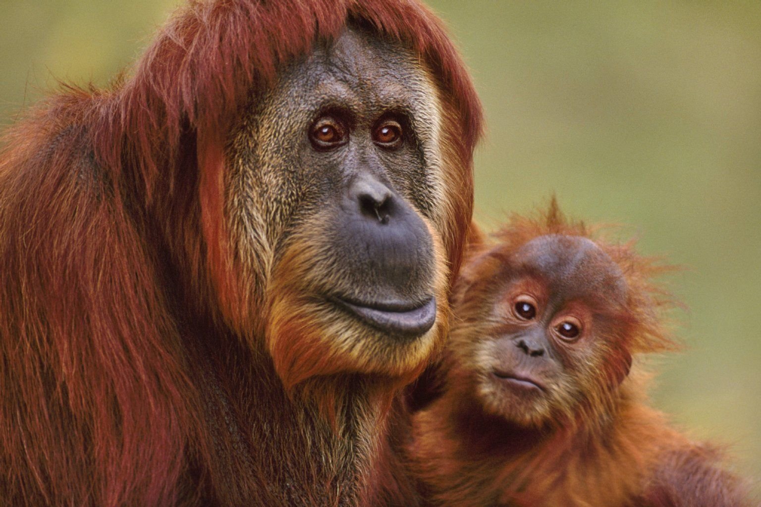 Der vom Aussterben bedrohte Orang Utan (Indonesisch für „Waldmensch“) kommt nur auf Sumatra und Borneo vor.