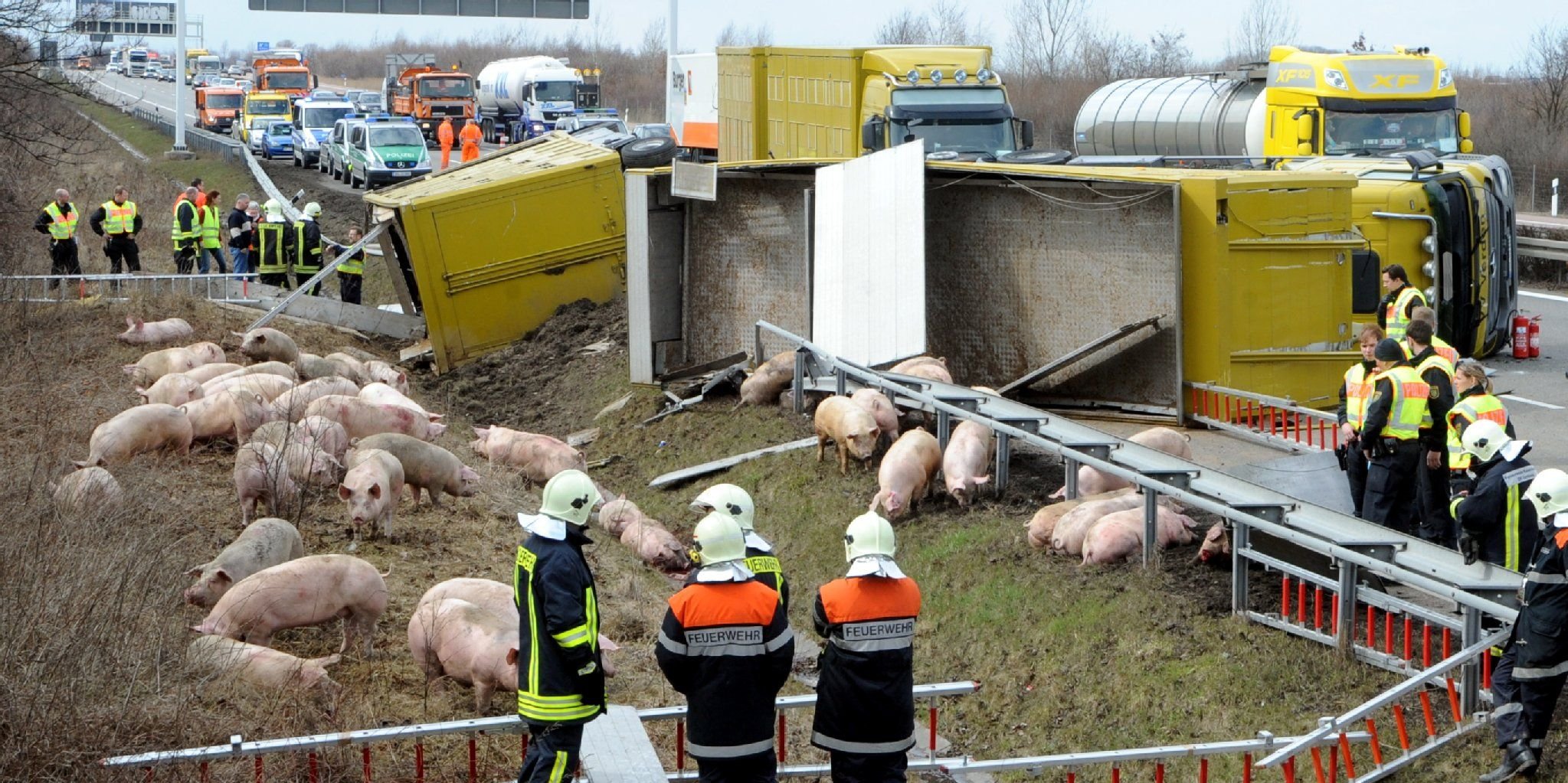 Der Schweine-Laster war bei dem Unfall auf der A 14 umgekippt.