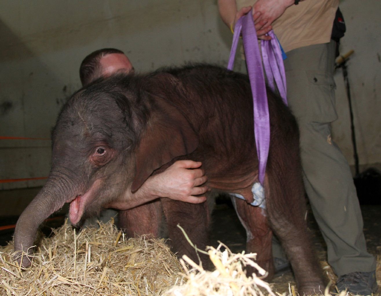 Das verletzte Elefantenbaby steht im Zoo in Leipzig. Ein Expertenteam des Leibnitz-Instituts für Zoo- und Wildtierforschung (IZW) und der Freien Universität Berlin hat das gebrochene Bein des verletzten Elefanten-Babys operiert.