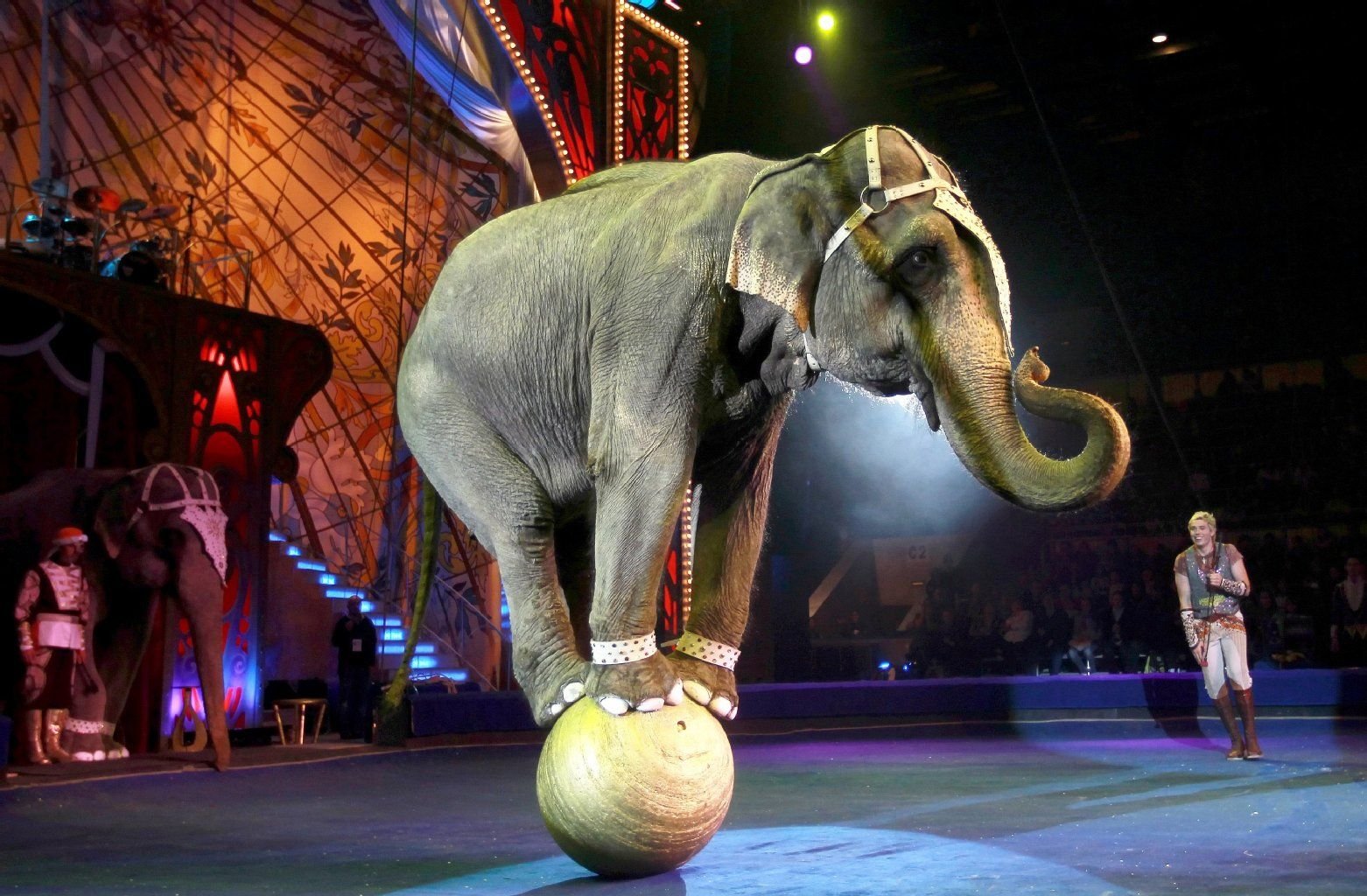 Ein dressierter Elefant balanciert auf einem Ball in der Manege.