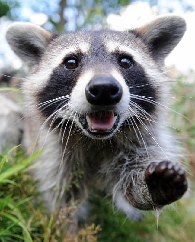 Waschbär im Garten: wen sollte man anrufen? 