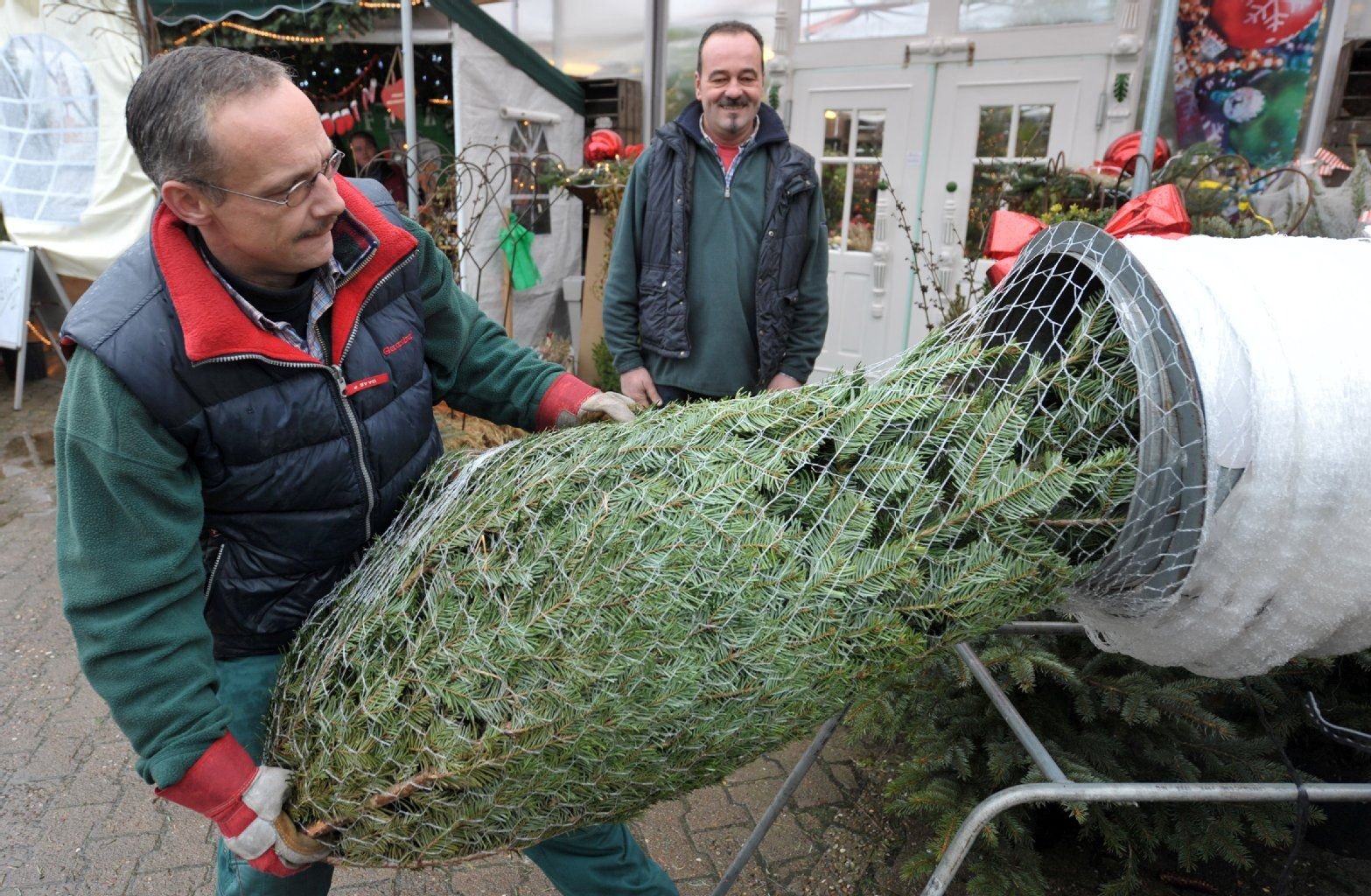 Weihnachtsbaum-Verkäufer Jan Thiel verpackt vor den Augen von Käufer Stefan Buhl eine Nordmanntanne.