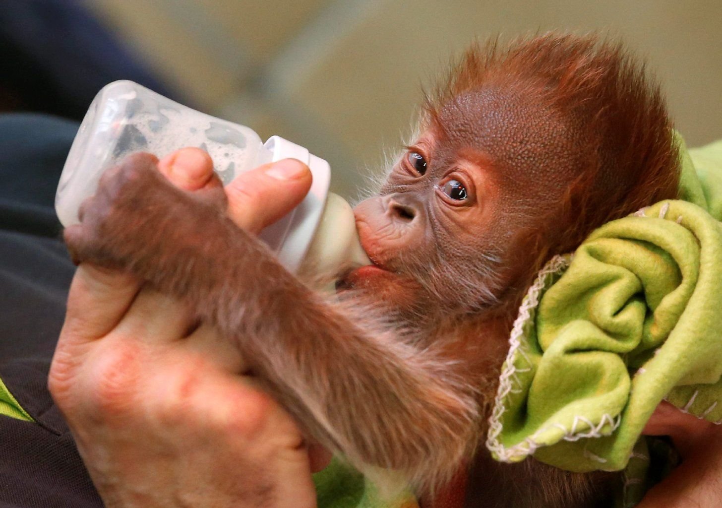 Das Affenbaby Rieke aus dem Berliner Zoo hatte am Freitag, dem 6. Februar, seinen ersten öffentlichen Auftritt.