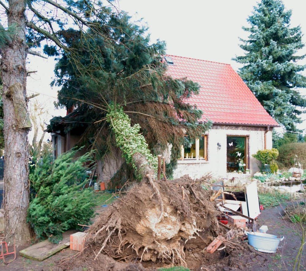Schreck in Hedersleben: Der Sturm hat einen Baum entwurzelt, der auf ein Wohnhaus fällt.