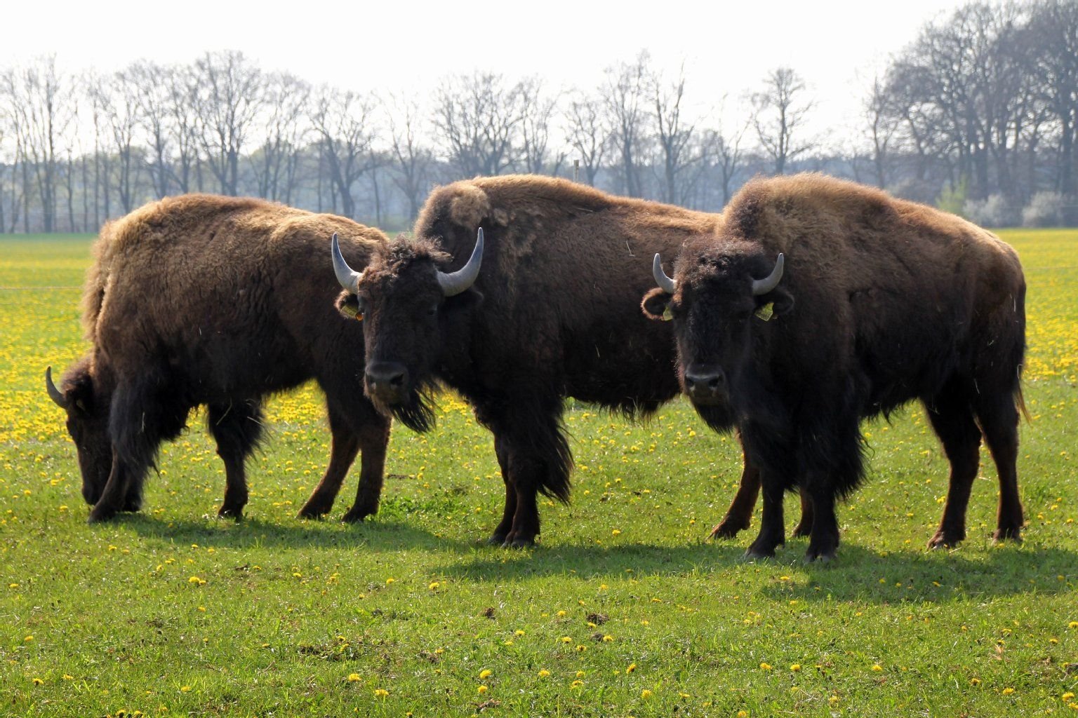 Diese Bisonherde lockt Touristen ins Grün zwischen Gorsdorf und Schützberg bei Jessen.