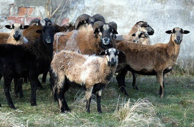 Ein Teil der ausgebüxten Kamerunschafherde steht jetzt in Rettig. Dort sollen die verängstigten Tiere wieder zur Ruhe kommen.