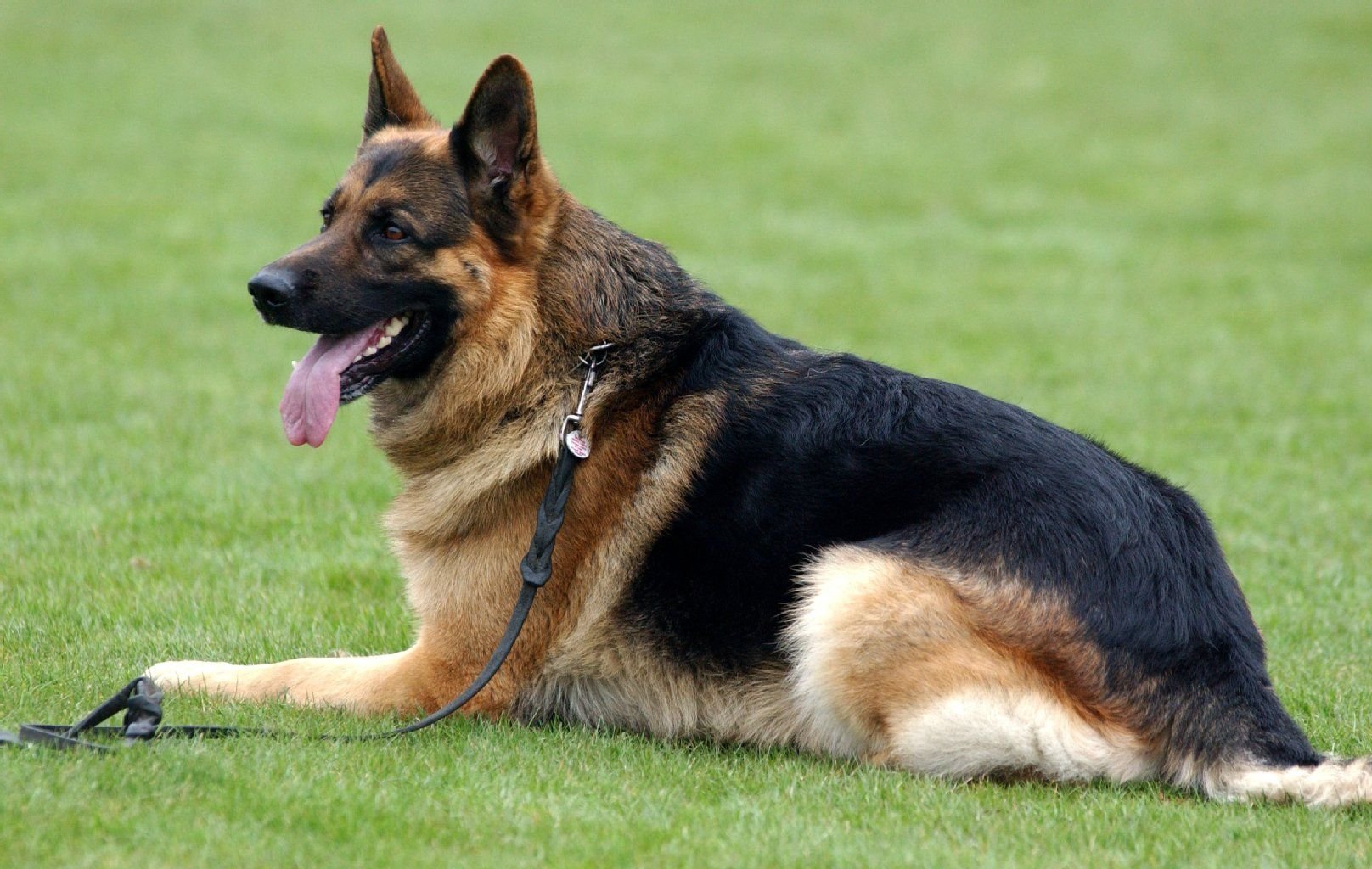 Deutscher Schäferhund auf einer Wiese.