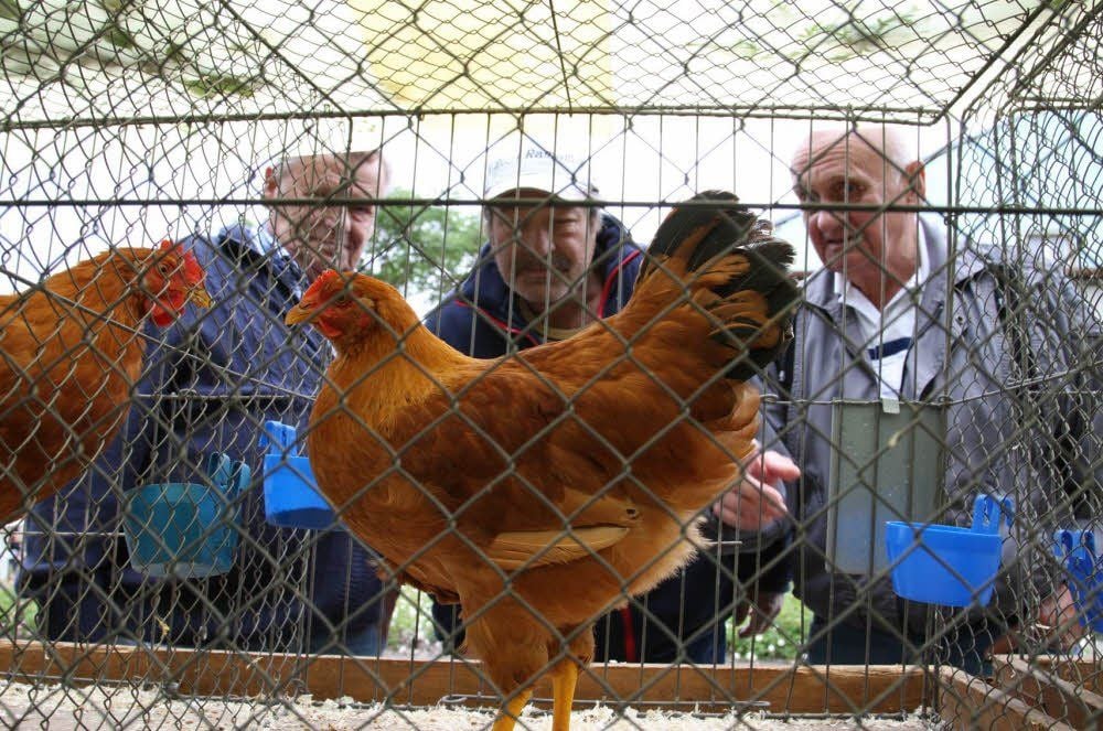 Kurt Stolpmann, Uwe Mosert und Walter Zehler (v.l.) begutachten Geflügel, das in Ramsin auf dem Dorfplatz ausgestellt wurde.