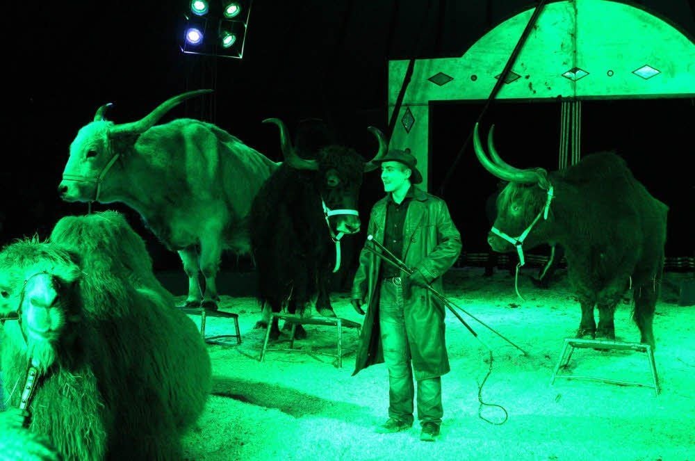 Unwirklich im grünen Licht: Ben Berdino mit seinem „Kongress der Tiere“.
