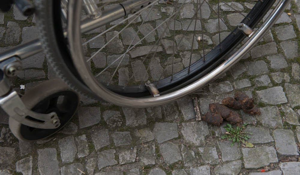 Hundekot auf den Straßen ist für viele ein Ärgernis.