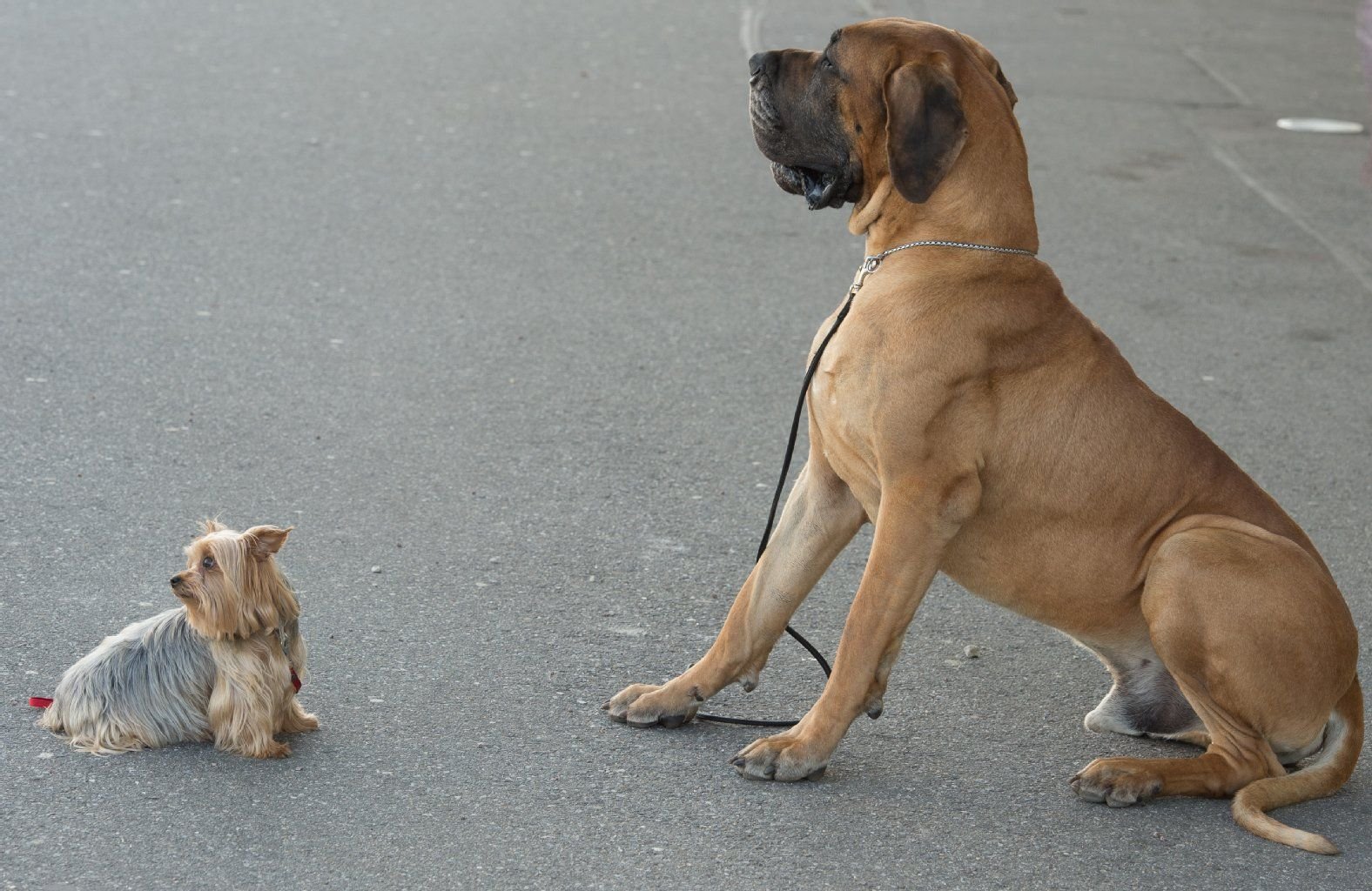 Hunde