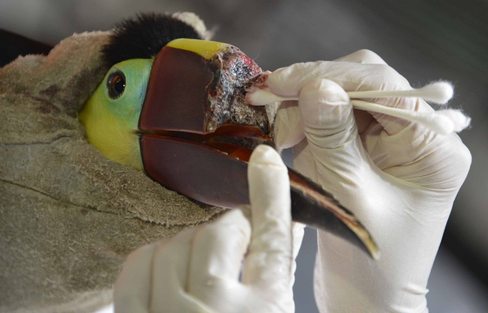 Der verletzte Tukan wird von der Tierärztin versorgt.