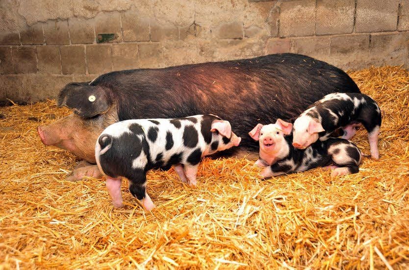 Bentheimer Schweine sehen einfach zum Knuddeln aus