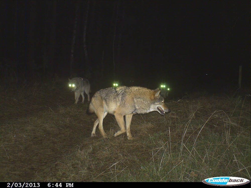 Leuchtende Augen bei Nacht - das Rudel im Raum Göritz-Klepzig