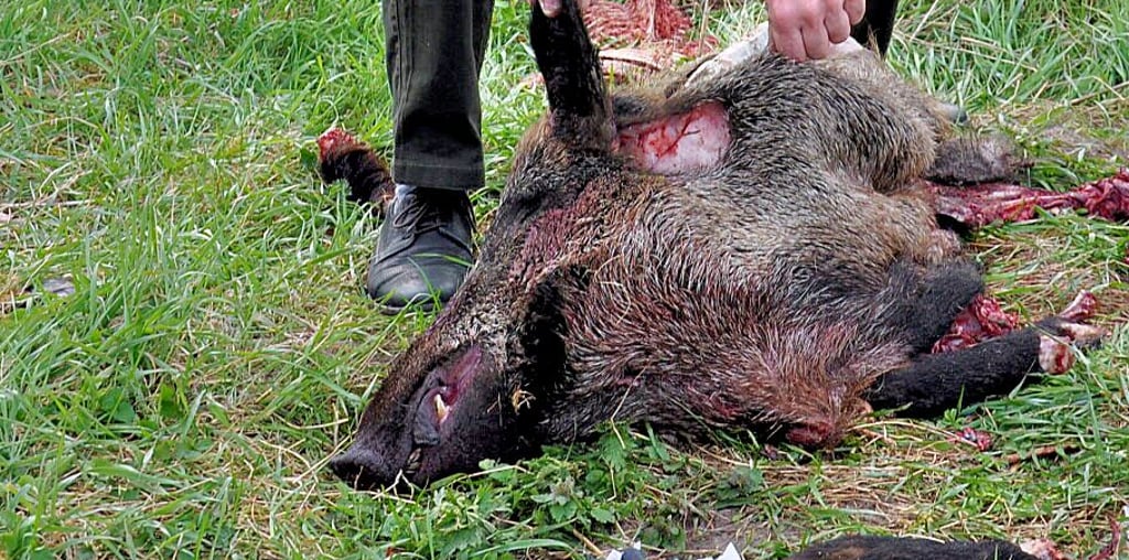 Eine Bache wurde getötet und die Wildschweinschwarte "entsorgt". Dennis Reichstein zeigt die Einschussstelle.