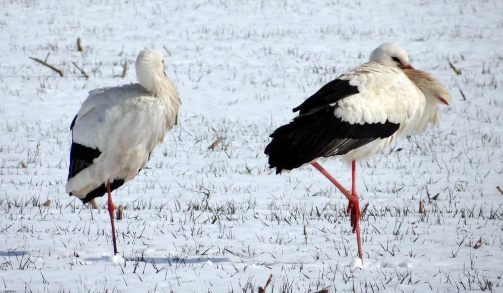 Fröstelnder Adebar: Storch auf einem verschneiten Feld bei Raguhn.