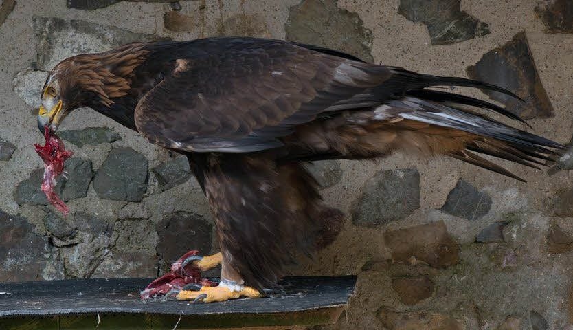 Steinadler-Weibchen „Nadja“, das zur Falknerei auf der Burg Falkenstein gehört, hat in diesem Jahr keinen Nachwuchs. Nur eines der Eier war befruchtet, und das Küken starb noch im Ei.