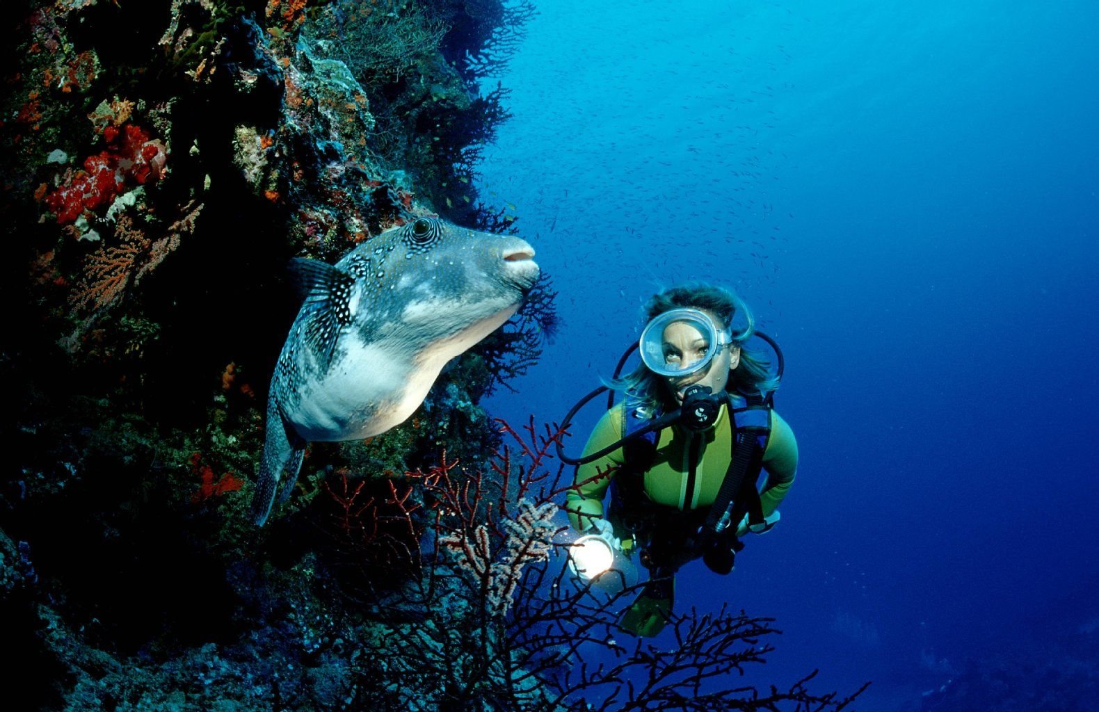 Beim Tauchen im Great Barrier Reef können Urlauber viel entdecken, zum Beispiel einen Kugelfisch.