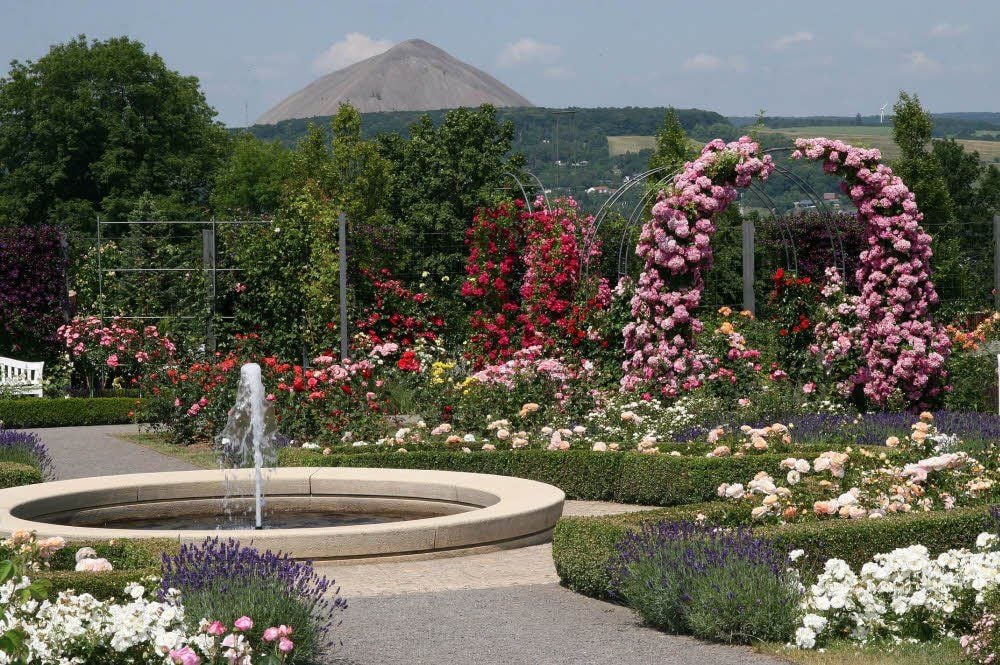 Im Europa-Rosarium in Sangerhausen erblühen jedes Jahr Tausende Rosen. Mit der richtigen Pflege ist dies auch im heimischen Garten möglich.