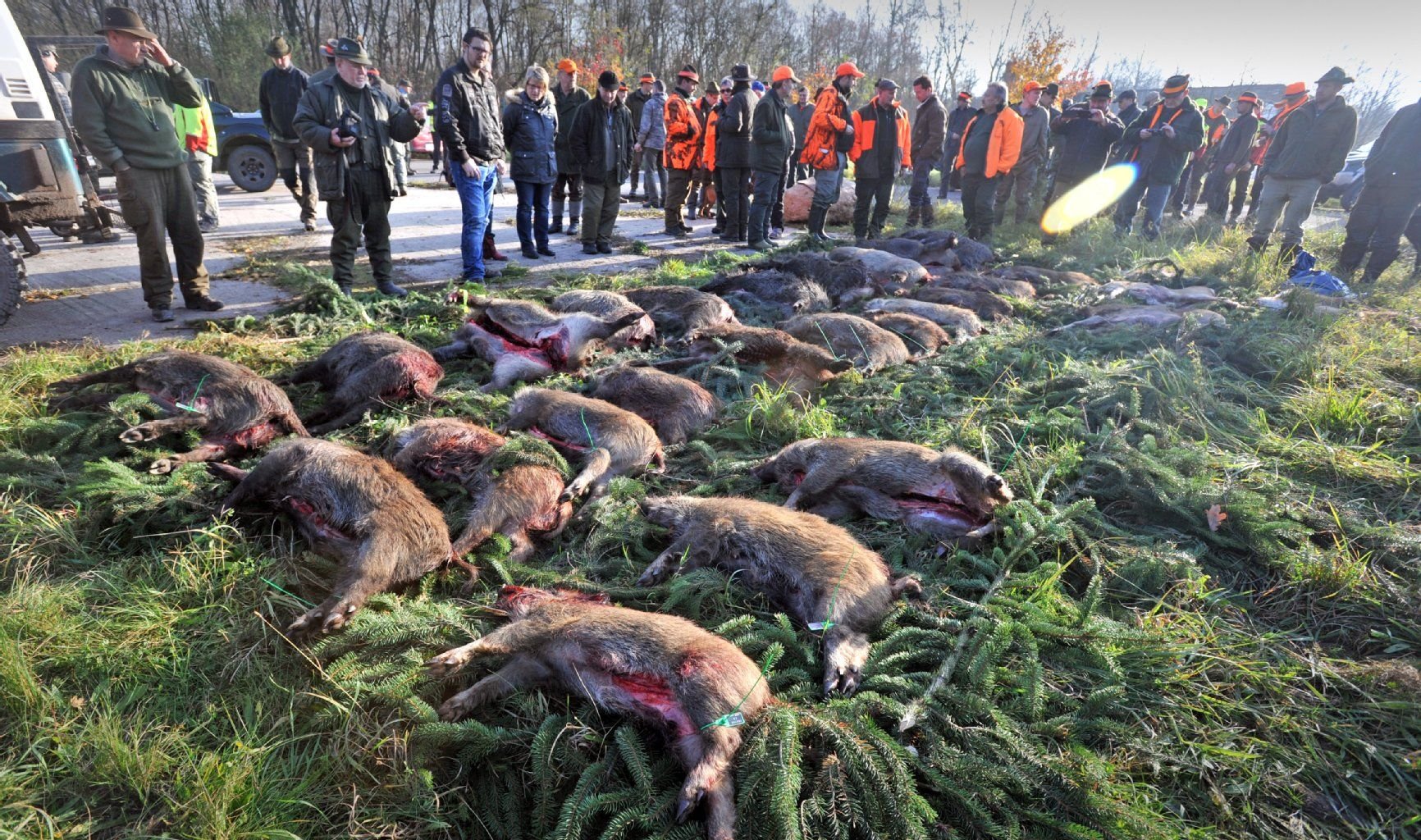Das Ergebnis der Drückjagd sind 24 geschossenen Wildschweine, zwei Rehe und drei Füchse