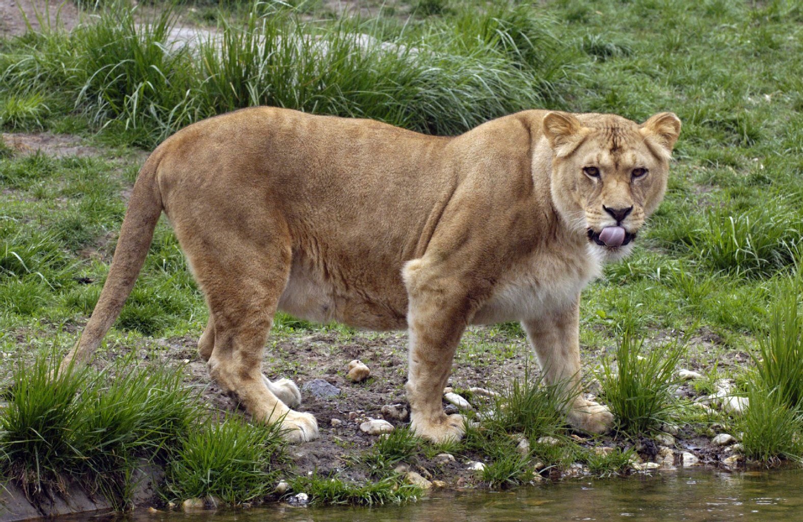 Löwin «Luena» läuft durch ihr Gehege im Zoo Leipzig. Das Tier musste eingeschläfert werden.
