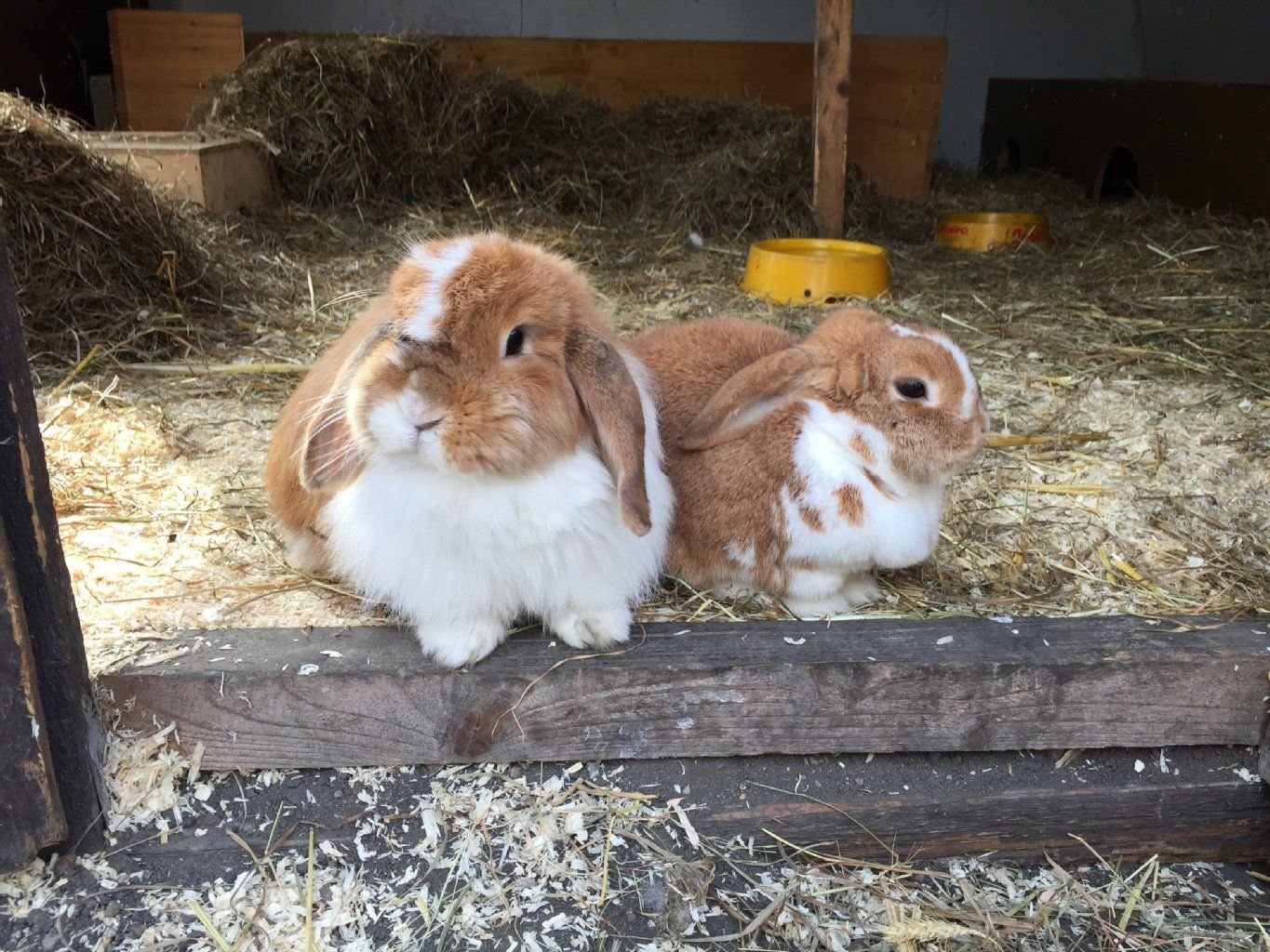Frieda und Johanna wurden in der Nacht auf Dienstag gestohlen.