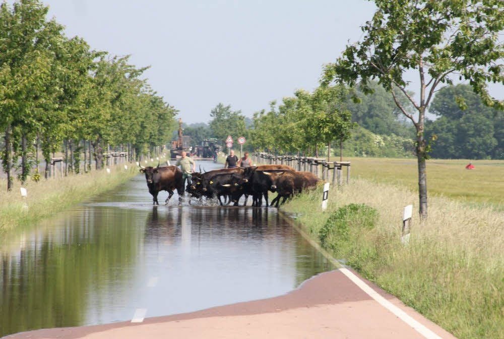 Endlich raus: Die völlig erschöpften Tiere werden auf der Straße Wulfen-Diebzig, die größtenteils überschwemmt ist, aus der Gefahrenzone getrieben. Anschließend finden die Heckrinder eine zeitweilige Bleibe auf dem anliegenden Mais-Feld unweit der Wulfener Gartenanlage.