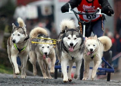 In Wörlitz findet am Wochenende ein Schlittenhunderennen statt.