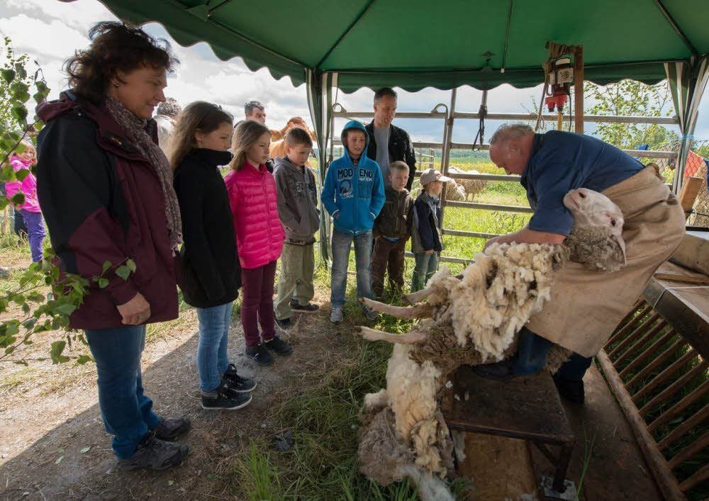 Aus Langenstein war Schafscherer Bernd Malert gekommen und brachte eine kleine Herde von „Shaun§ und seinen Freunden mit. Diese wurden sogleich um ihre Haarpracht gebracht.