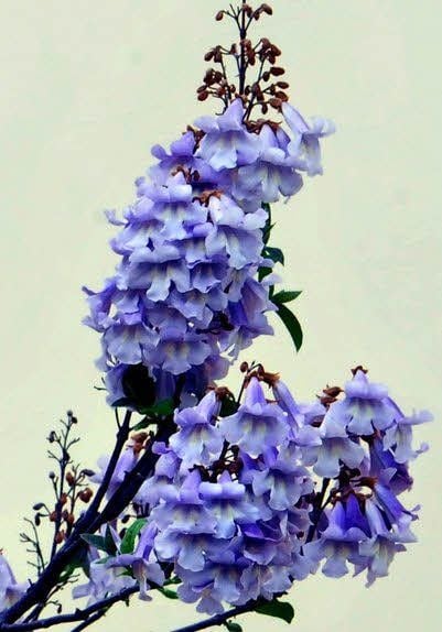 Der Blauglockenbaum.