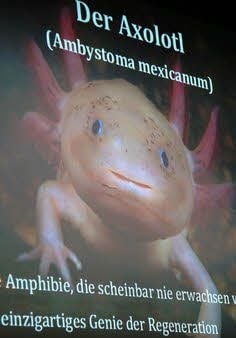 Plakat zum Axolotl