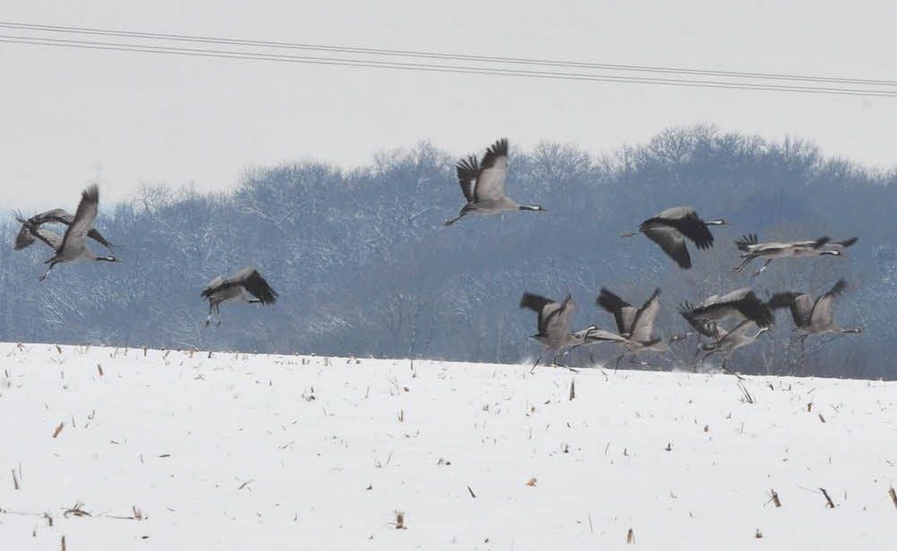 Sind bei gutem Wetter aus ihren südlichen Überwinterungsquartieren gestartet und jetzt bei Weißenfels als „Überflieger“ gesichtet worden.