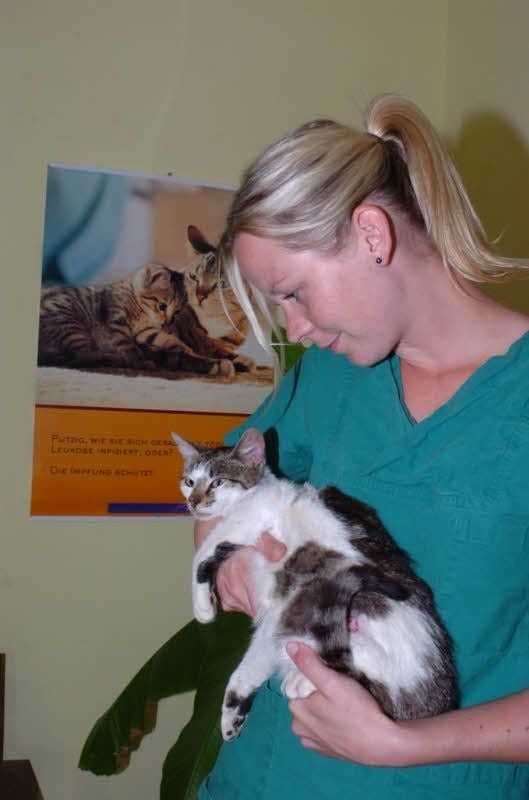 Tierärztin Linda Katzer hat den jungen Kater versorgt. Sie hofft, dass er die erlittenen seelischen und körperlichen Verletzungen überlebt.