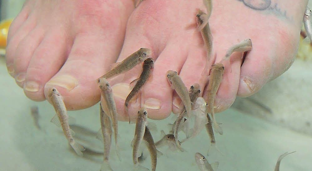 Knabberspaß unter Wasser: Die Fische wuseln um die Füße und entfernen Hautschüppchen.