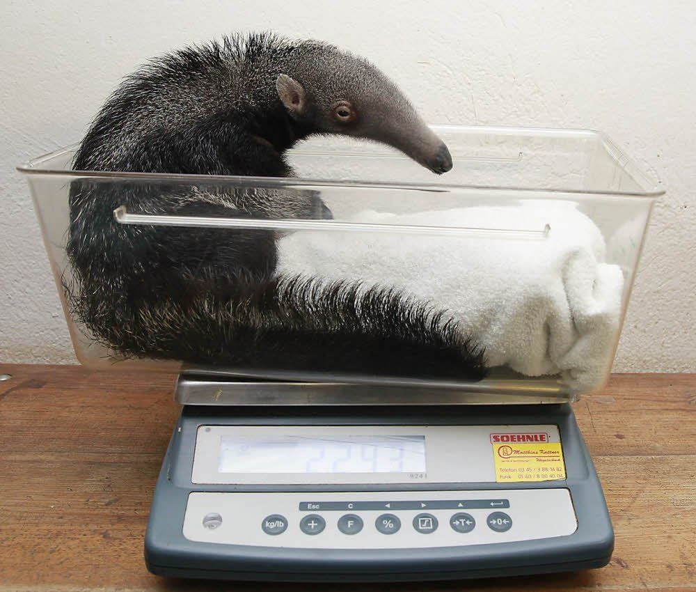 Einmal pro Woche kommt der Ameisenbär-Nachwuchs auf die Waage. Seit seiner Geburt im November hat der Kleine bereits ordentlich zugelegt.