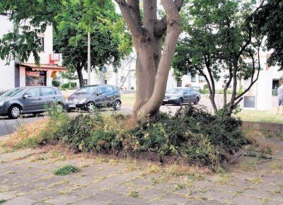 Absolut kein Weltkulturerbe-Niveau: Das Unkraut stand meterhoch unter dem Baum und bedeckte die Gehwegplatten fast vollständig.