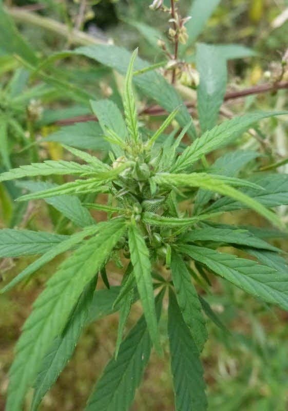 Nur weibliche Hanf-Pflanzen enthalten Tetrahydrocannabinol.