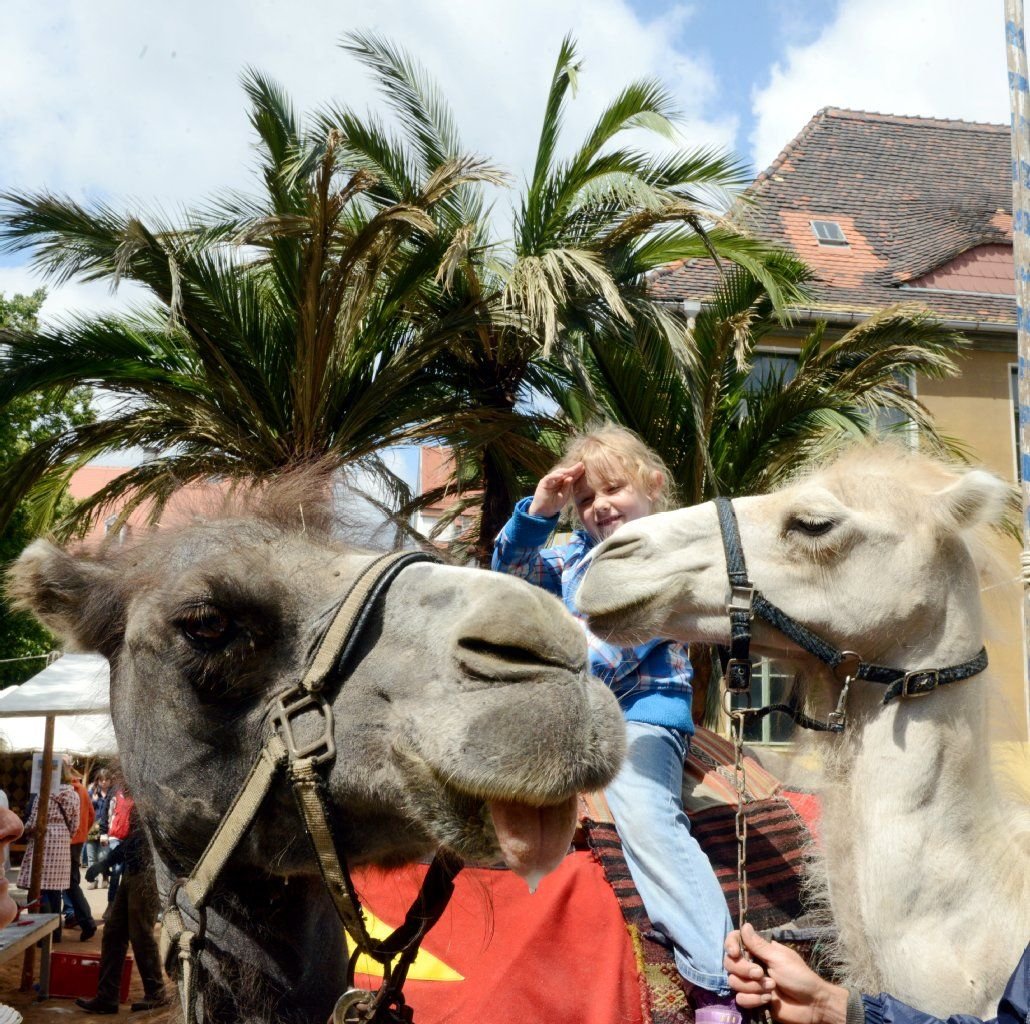 Eröffnung des Lindenblütenfestes in den Franckeschen Stiftungen