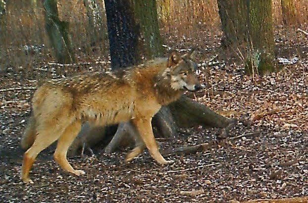 Die Bilder der Fotofalle von Marko Kurch belegen, die Wölfe sind bei Gerbis unterwegs.