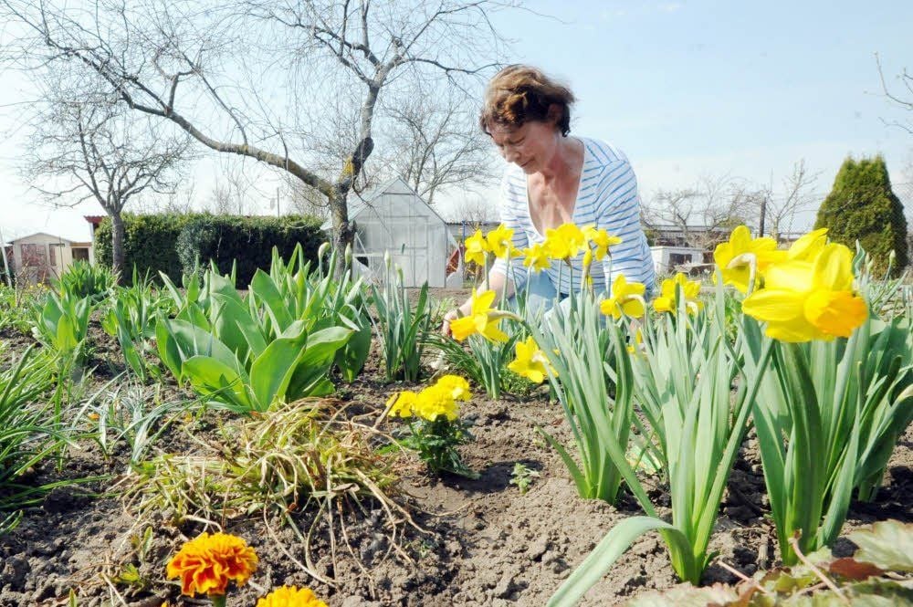 In der Anlage „Neues Leben“ pflegt Ehrentraud Krause mit Ehemann Lothar ihren Garten, den die Familie bereits seit 1950 ihr Eigen nennt.