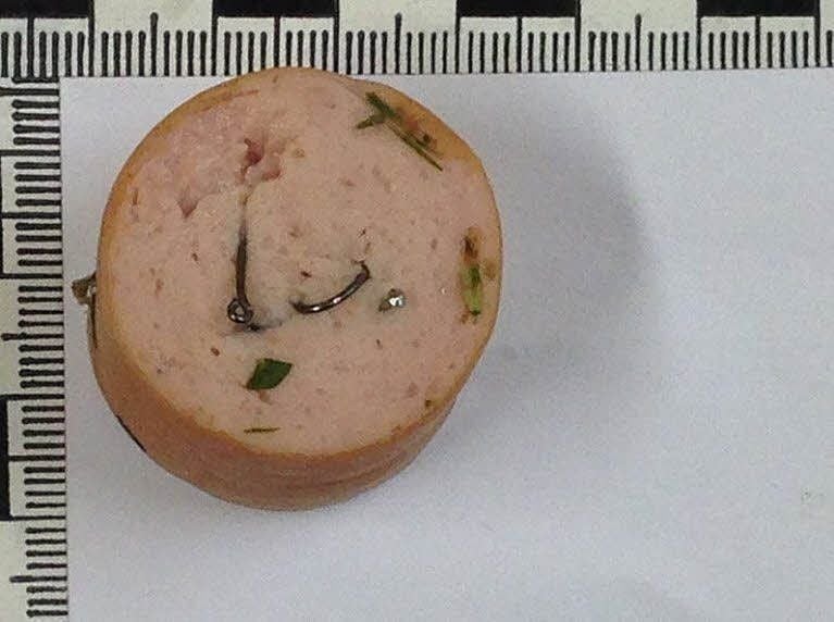 Tierhasser legen vergiftete oder Köder mit Glas, Rasierklingen oder oder Angelhaken aus.