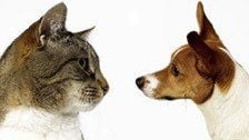 Katzen- oder Hundetyp? Die Fronten zwischen den Lagern sind verhärtet. Eine neue Studie kommt zu dem Schluss, dass Katzenfans schlauer sind als Hundeliebhaber.