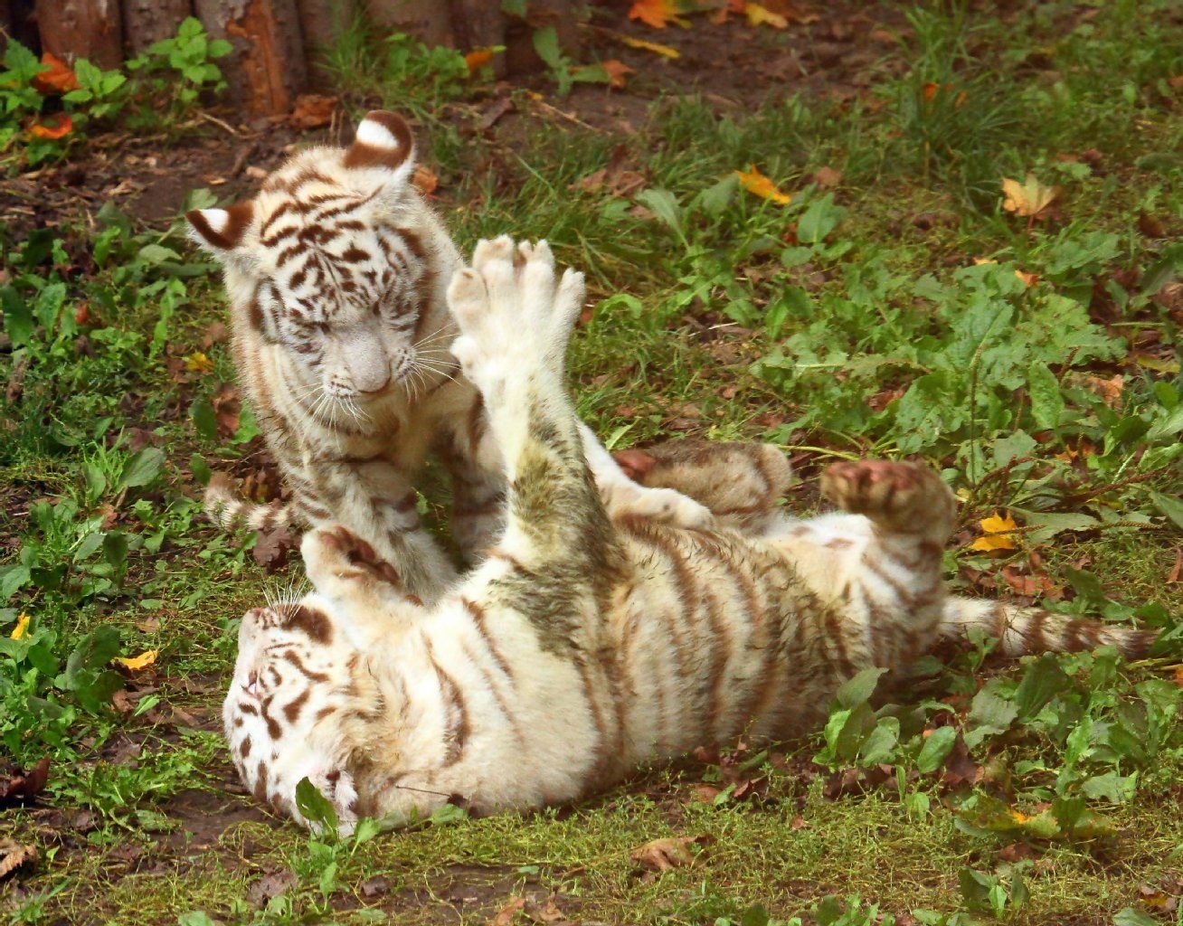 Diese weißen Tiger fotografierte MZ-BürgerReporterin Ellen Röder im Zoo Aschersleben.