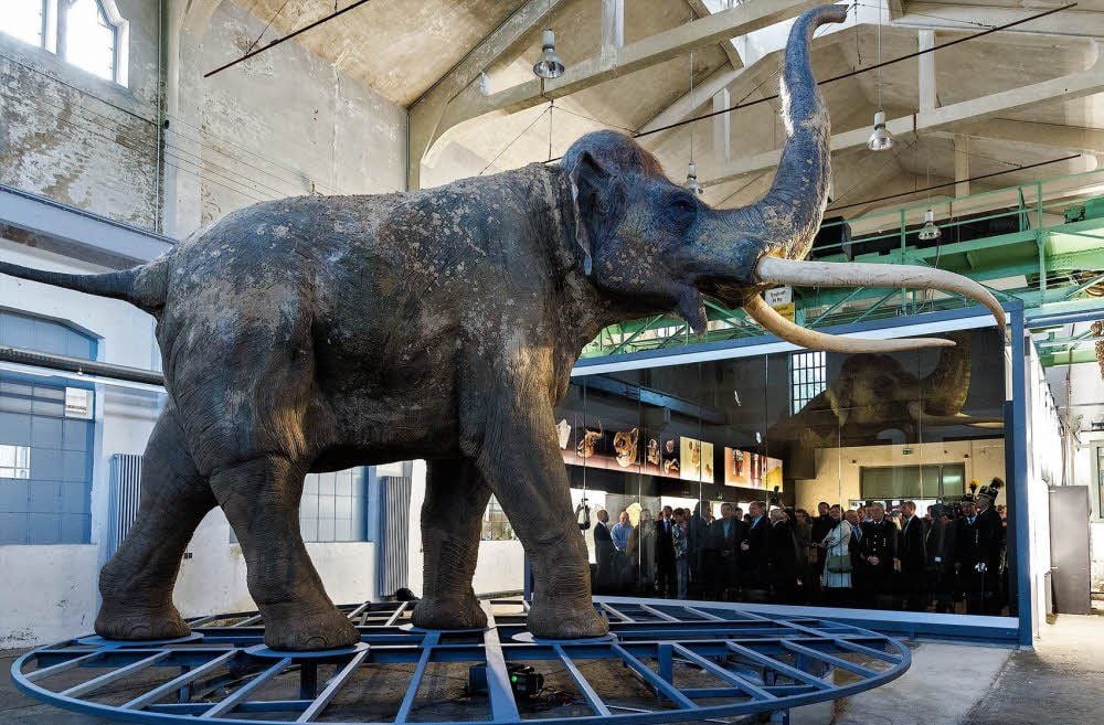 Der in Originalgröße nachgebildete Waldelefant aus dem Geiseltal steht im Mittelpunkt der neuen Ausstellung „Fundort Pfännerhall“.